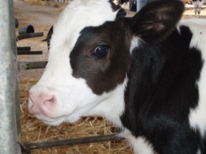 Lactation Potential as a Criterion for Strategy of Feeding Total Mixed Rations to Dairy Cows
