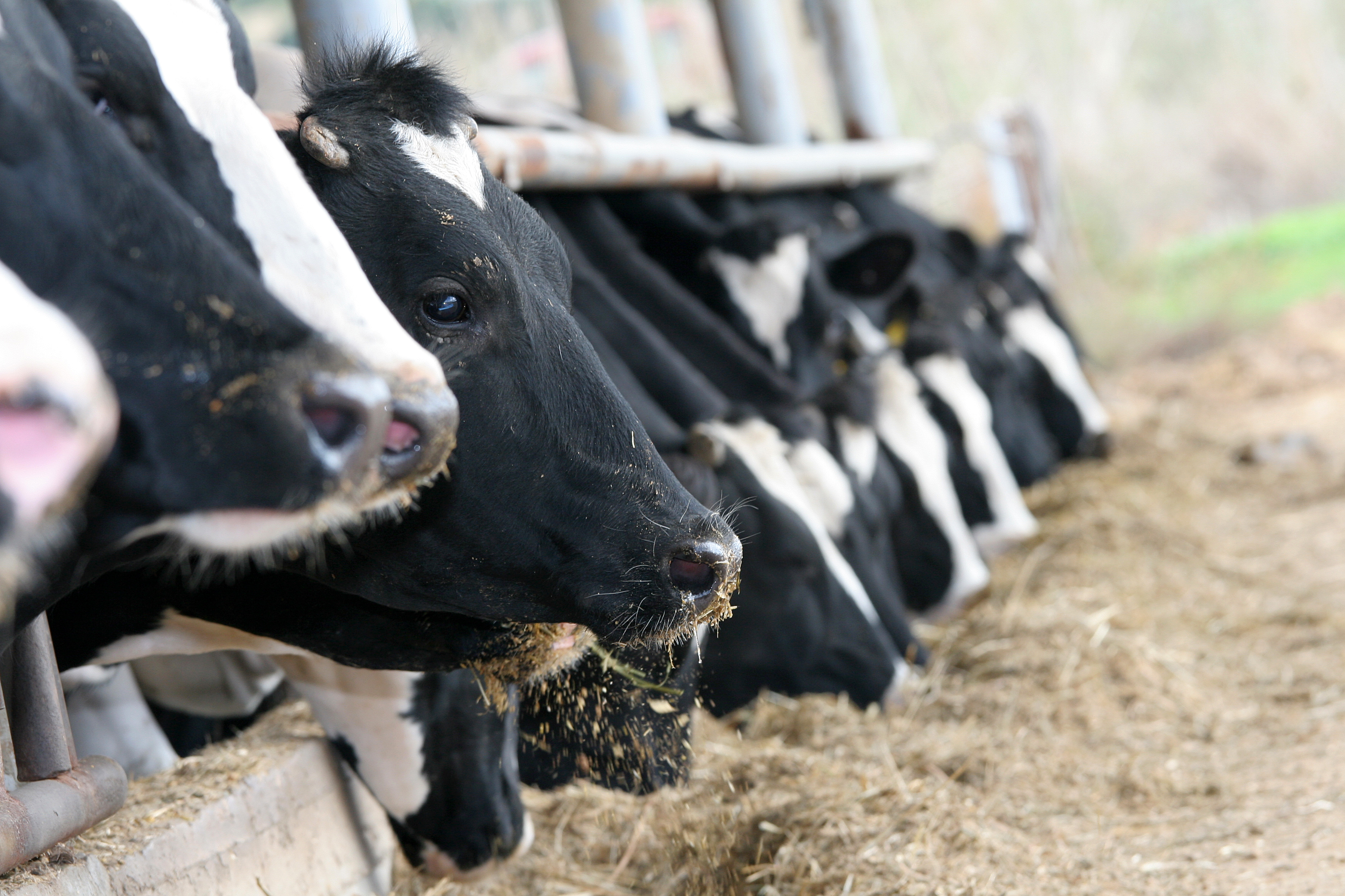 Israeli cows lead the world in milk production