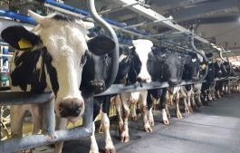 Israeli Dairy Industry Current Market Trends – By Ofier Langer