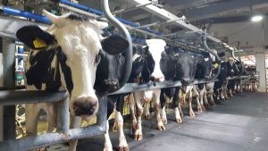 Israeli Dairy Industry Current Market Trends – By Ofier Langer